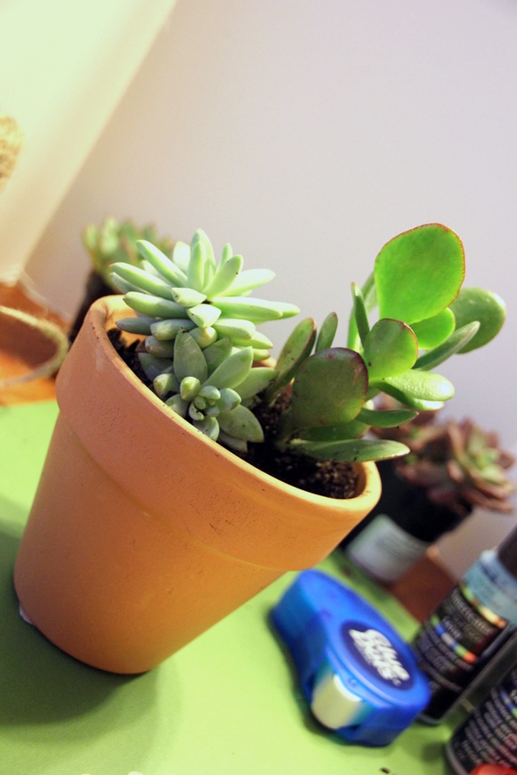 Succulent Garden Gift Idea